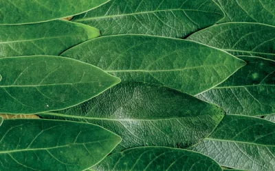 Certificazione Nordic Ecolabel